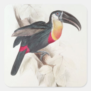 硫黄および白breasted Toucan、19世紀 スクエアシール