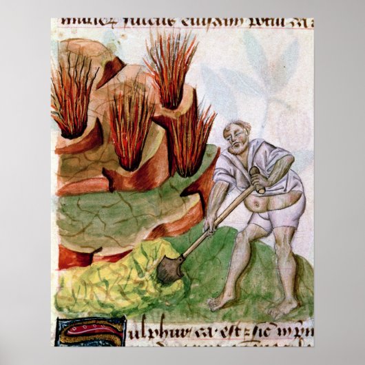硫黄を探して， Dioscorides' 'De Herbis' ポスター (正面)