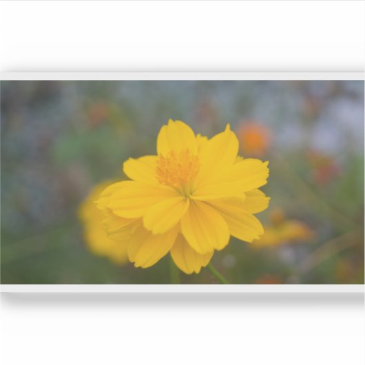 硫黄コスモス01 シール (正面)