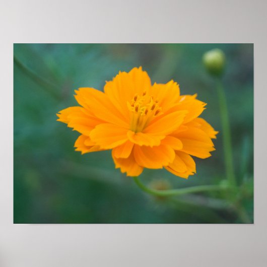 硫黄コスモス01 ポスター (正面)