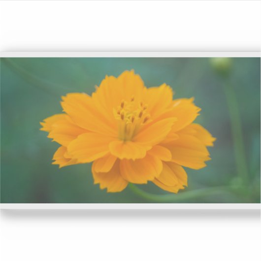 硫黄コスモス02 シール (正面)