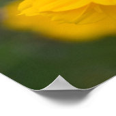 硫黄コスモス02 ポスター (角)