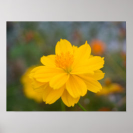 硫黄コスモス02 ポスター