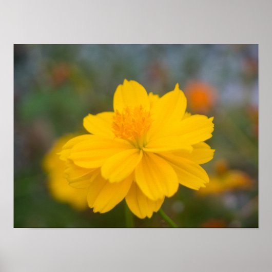 硫黄コスモス02 ポスター (正面)