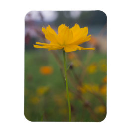 硫黄コスモス02 マグネット