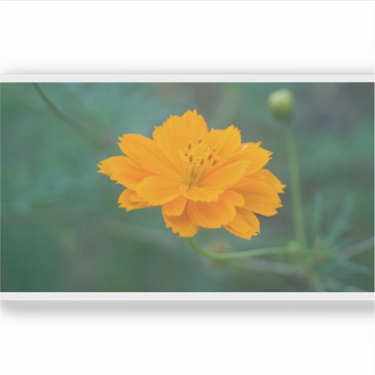 硫黄コスモス03 シール (正面)