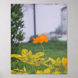 硫黄コスモス03 ポスター