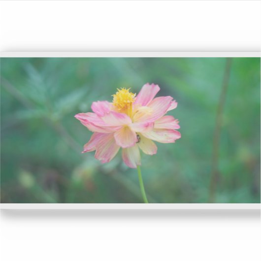 硫黄コスモス04 シール (正面)