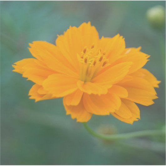 硫黄コスモス04 シール (正面)