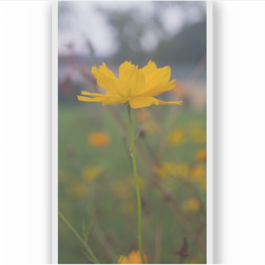 硫黄コスモス05 シール (正面)