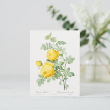 硫黄ポストカードの黄色のバラ