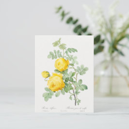 硫黄ポストカードの黄色のバラ ポストカード