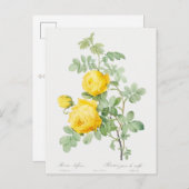 硫黄ポストカードの黄色のバラ ポストカード (正面/裏面)