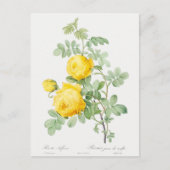 硫黄ポストカードの黄色のバラ ポストカード (正面)