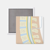 硬膜外麻酔（法） マグネット (正面/裏面)