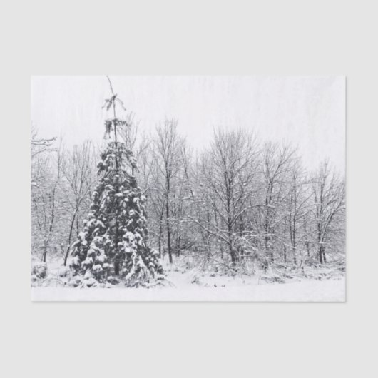 確信を持って分離 薄葉紙 (正面)