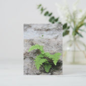 確定されたシダのはがき ポストカード (スタンド正面)