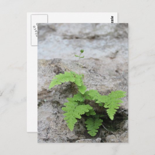 確定されたシダのはがき ポストカード (正面/裏面)