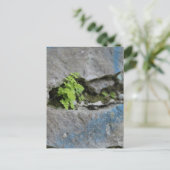 確定されたシダの大きい石ブルーグラフィティポストカード ポストカード (スタンド正面)