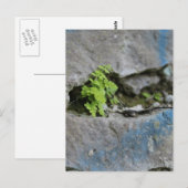 確定されたシダの大きい石ブルーグラフィティポストカード ポストカード (正面/裏面)