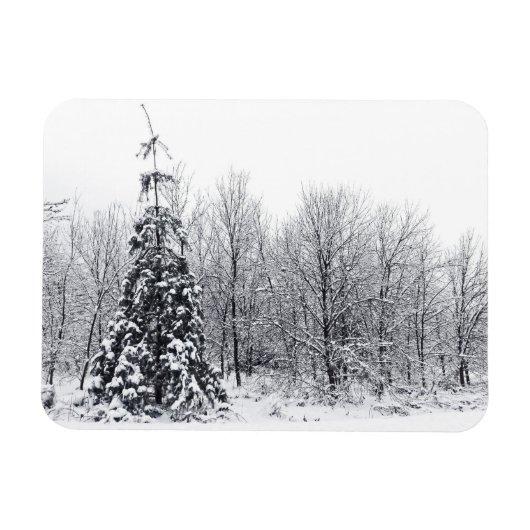 確実な分離 マグネット (横)