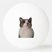 確実な猫の球 卓球ボール (正面)