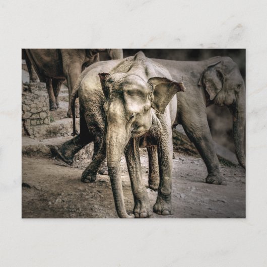 確認 ポストカード (正面)