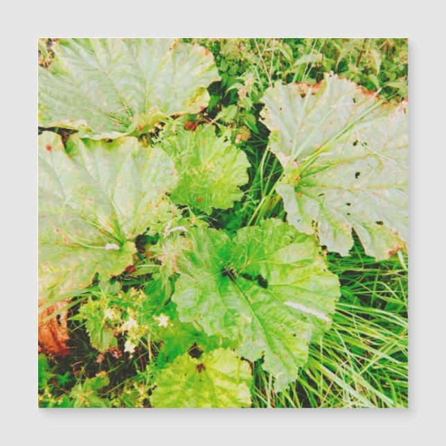 磁気カード (正面)