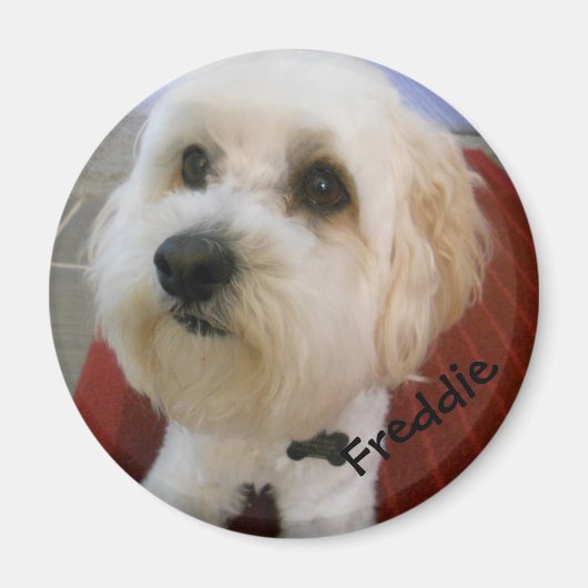 磁気パーソナリティ – フレディー マグネット (正面)