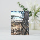 磁気島、ジオフリー湾、ヤングコアラ ポストカード (スタンド正面)