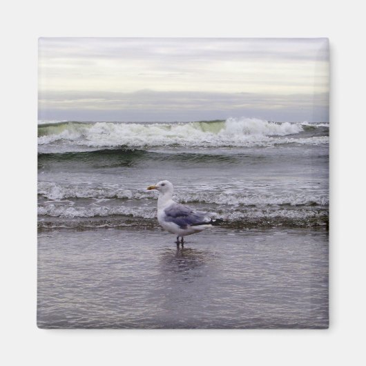 磁石のカモメ マグネット (正面)