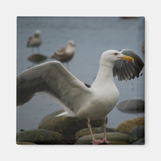 磁石を乱さない マグネット (正面)