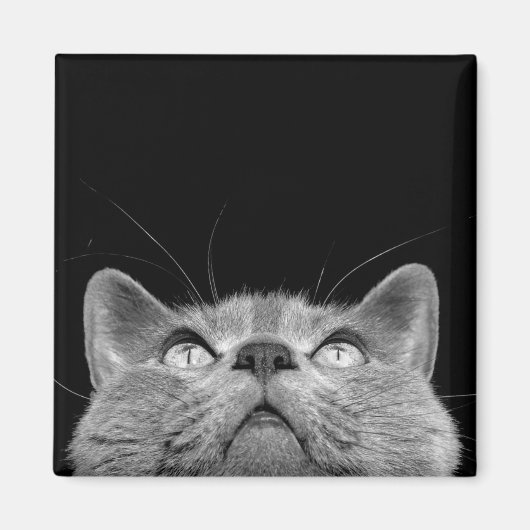 磁石を見上げる マグネット (正面)