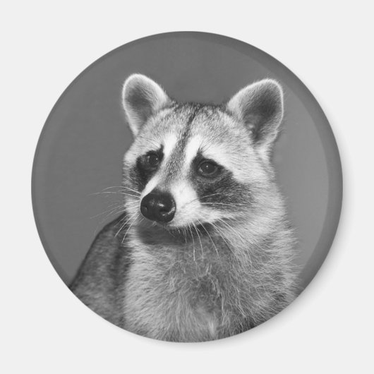 磁石ブル マグネット (正面)