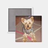 磁石ポップ・アートのの愛犬 マグネット (正面/裏面)