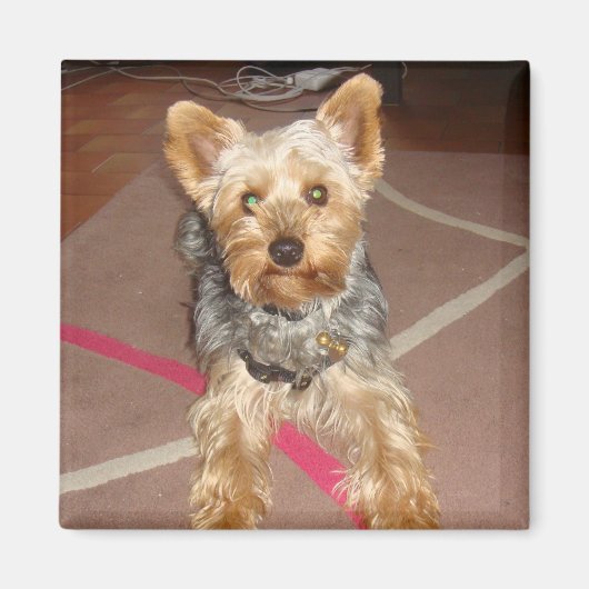 磁石ポップ・アートのの愛犬 マグネット (正面)