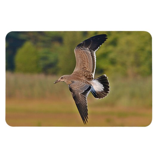 磁石式シーガル磁石 マグネット (横)