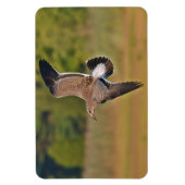 磁石式シーガル磁石 マグネット (縦)