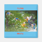 磁石飛んでいる マグネット (正面)