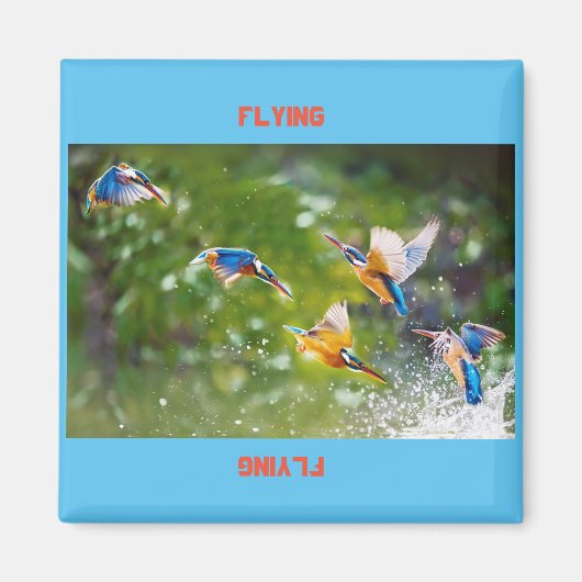 磁石飛んでいる マグネット (正面)