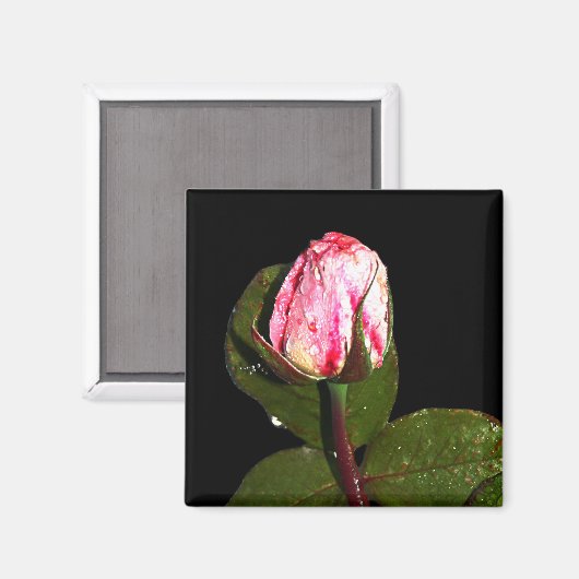 磁石 (正面/裏面)