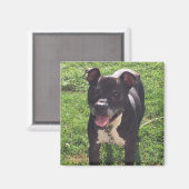 磁石 (正面/裏面)