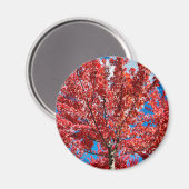 磁石 (正面/裏面)