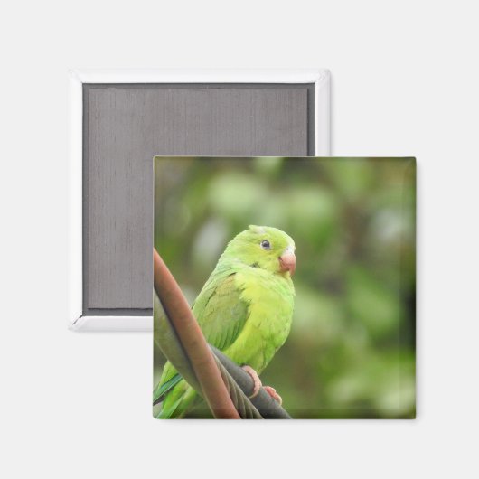 磁石 (正面/裏面)