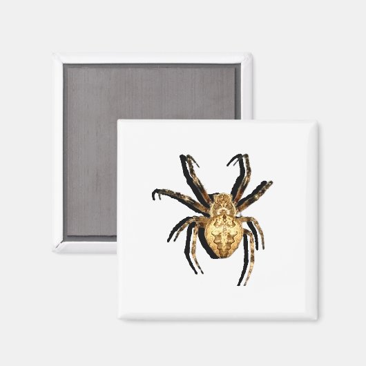 磁石 (正面/裏面)