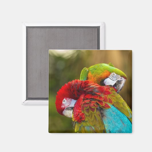 磁石 (正面/裏面)