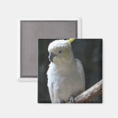 磁石 (正面/裏面)