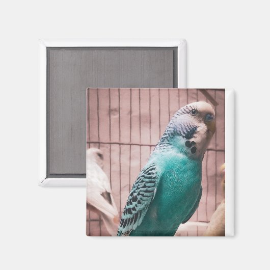 磁石 (正面/裏面)