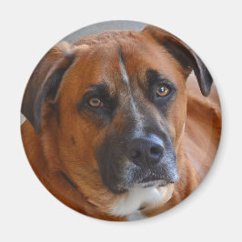 磁石-バクスター マグネット