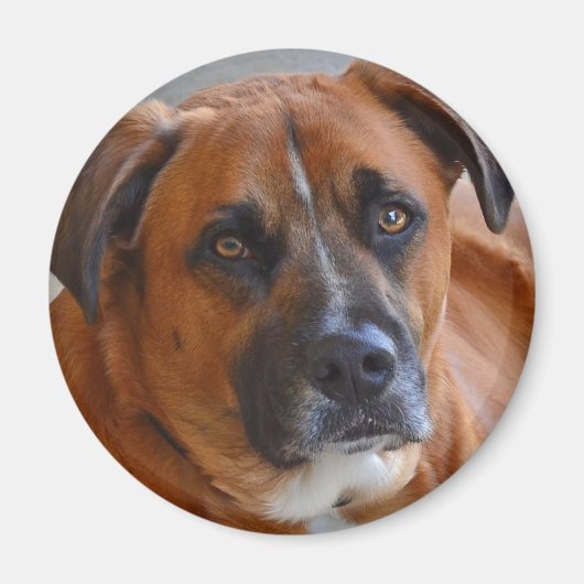 磁石-バクスター マグネット (正面)